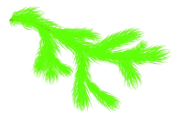 Noel ağacı dalı ile üzerine beyaz izole kırmızı top