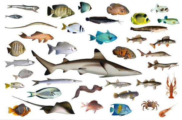 ปลา — ภาพถ่ายสต็อก