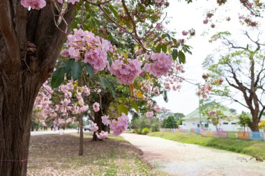 Nakhon Pathom, Tayland - 14 Şubat 2022: Kamphaeng Saen şubesindeki Kasetsart Üniversitesi kanalı boyunca açılan 