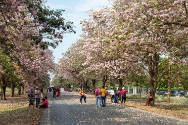 Nakhon Pathom, Tayland - 14 Şubat 2022: İnsanlar Kasetsart Üniversitesi 'nde güpegündüz Tayland dilinde çiçek açan pembe trompet ağacı Chompoo Pantip' i görmeye geldi..