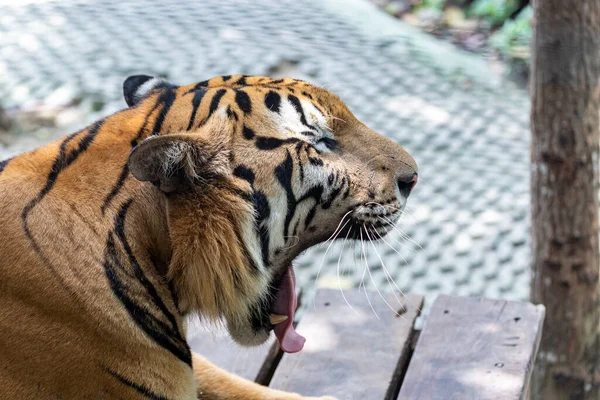 Photo of tiger head facing right while yawning due to sleepiness and boredom. On a hot day in Thailand