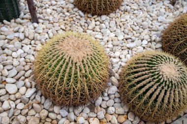 GOLDEN BARREL Kaktüs, Meksika 'nın doğu kesiminde yer alan bir kaktüstür. Bilimsel adı ECHINOCACTUS GRUSONII 'dur. İyi kurutulmuş kumlu toprak. Ilımlı suya ihtiyacı var.