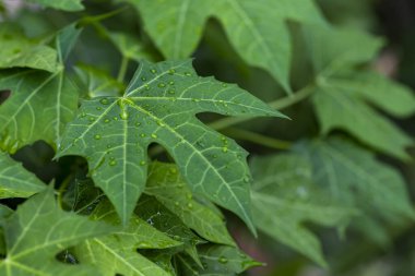 Taze yeşil yaprağa su damlalarını yakın. Bahçedeki çiy damlaları. Yaprağın üzerine su damlıyor. Bahçedeki yeşil arka plan. Yaprak dokusu yakın. Seçici odaklı makro fotoğrafçılık.