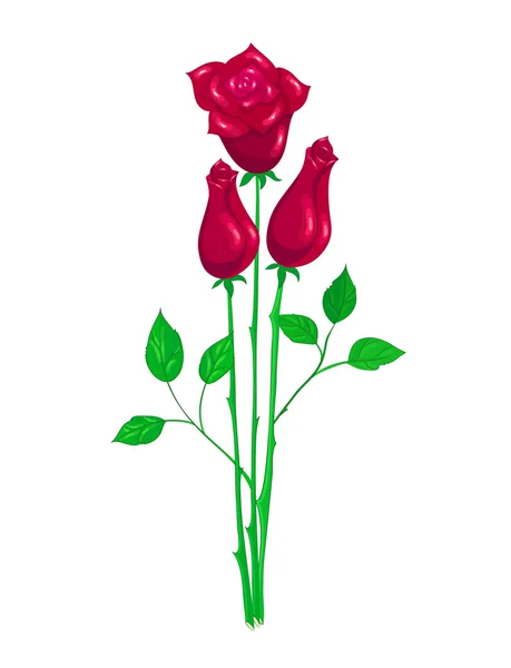 Beautiful red rose — Stock Vector