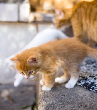 Şirin kırmızı kedi yavrusu.