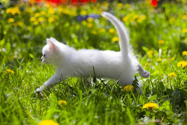 Adorable grey kitten — Stock Photo, Image