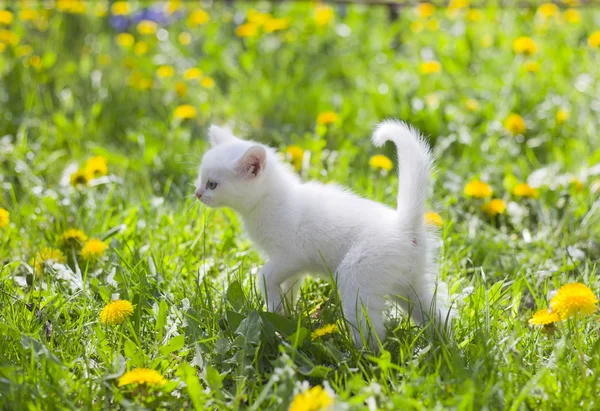 Adorable grey kitten — Stock Photo, Image
