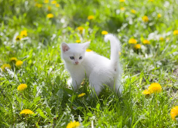 Adorable grey kitten — Stock Photo, Image