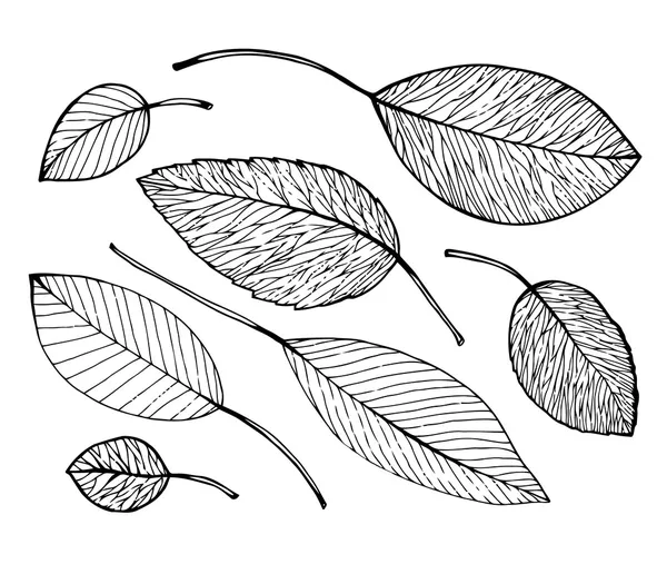 Oiseaux et feuilles — Image vectorielle