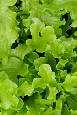 salata yaprakları bir yatakta