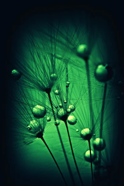 Plant seeds with water drops. — Stock Photo, Image