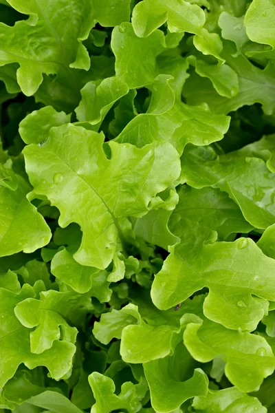 Folhas de salada em uma cama — Fotografia de Stock