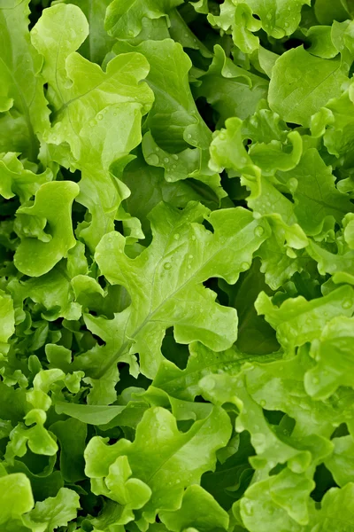 Feuilles de salade sur un lit — Photo