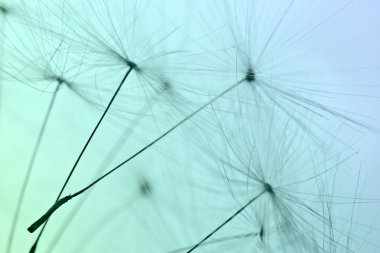 Bu tohumlar. minimalizm. Makro.