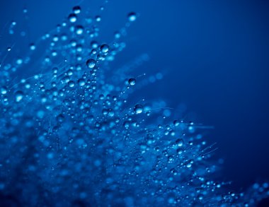 su bitkinin tohum üzerinde. Makro.