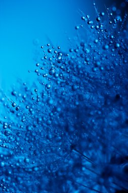 su bitkinin tohum üzerinde. Makro.