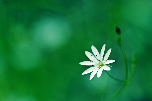 Stellaria. Macro.