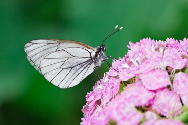 Regular white butterfly on flower — Stock Photo, Image