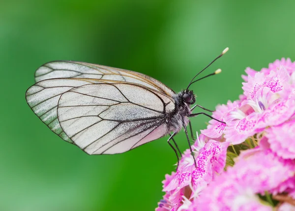 Farfalla bianca regolare sul fiore — Foto Stock