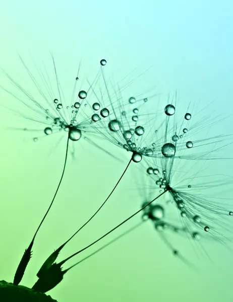 Samen mit Wassertropfen. — Stockfoto