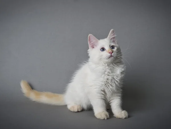 Котенок Рэгдолла — стоковое фото