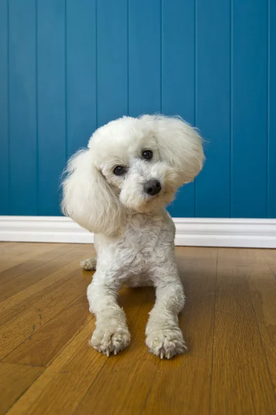 Curious Poodle — Stock Photo, Image