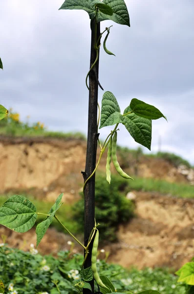 Fresh green beans growing in the ground — Stock Photo, Image