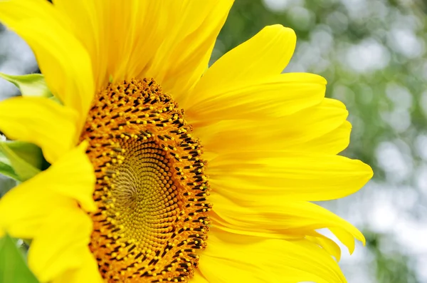 Girasol — Foto de Stock