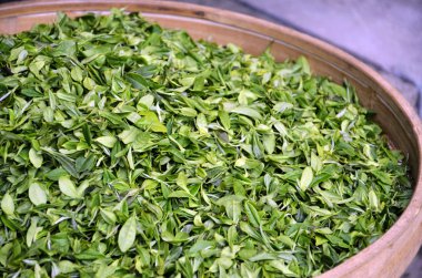 taze çay yaprakları