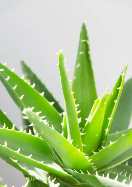 Aloe vera φύλλα — Φωτογραφία Αρχείου