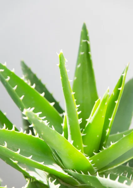 Liści aloe vera — Zdjęcie stockowe