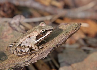 Still Wood Frog clipart