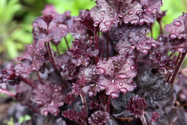 Obsidian Coral Bells — Stock Photo, Image