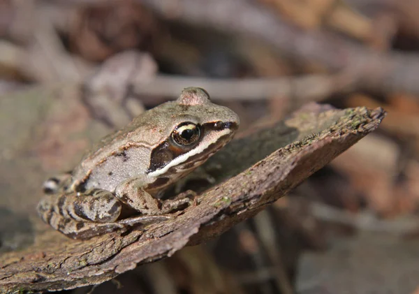 Żaba leśna biesiada — Zdjęcie stockowe
