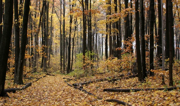 Camino de tronco de otoño — Foto de Stock