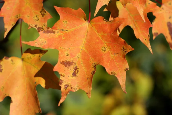 Orange maple leafs — Stockfoto