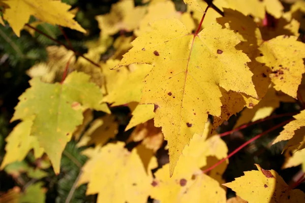 Gele maple leafs — Stockfoto