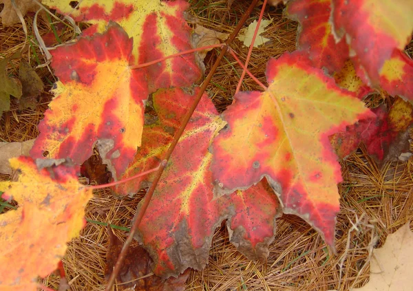 Leuchtend rote Ahornblätter — Stockfoto