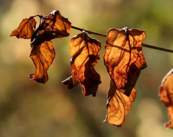 Brital помаранчеві листя — стокове фото