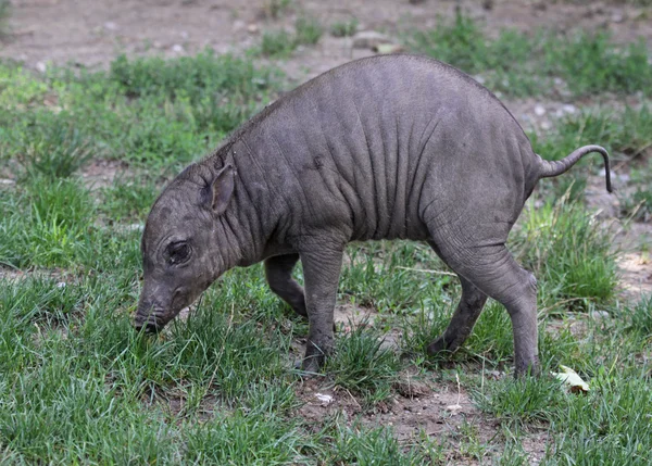 Baby Babirusa — Stock Photo, Image