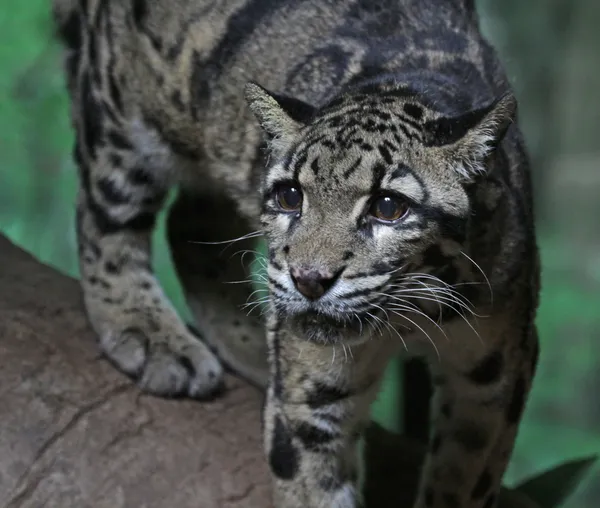 Leopardo nuvoloso — Foto Stock