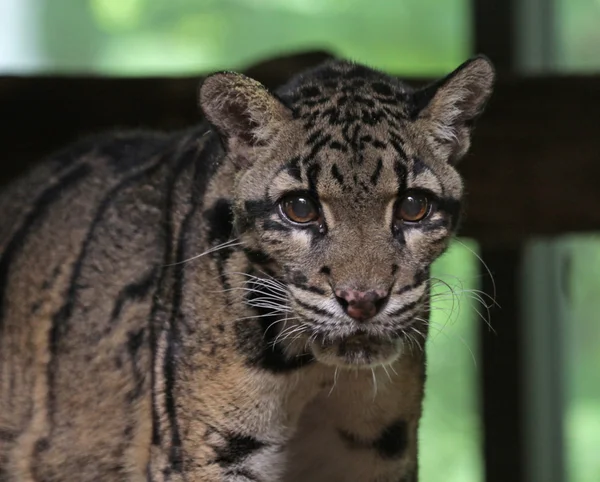 Cara de leopardo nublado — Foto de Stock