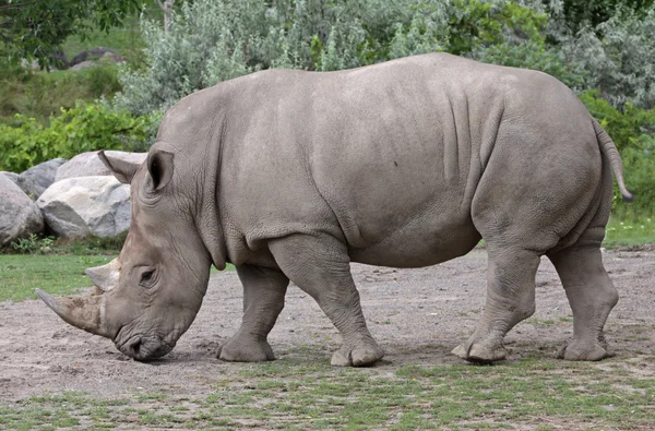 Hvite neshorn – stockfoto