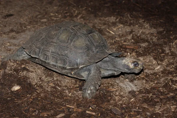 Азіатський черепаха коричнева — стокове фото