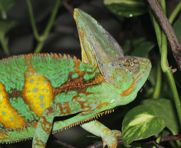 Chameleon jemenský — Stock fotografie