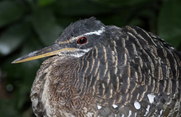 Twarz Sunbittern — Zdjęcie stockowe