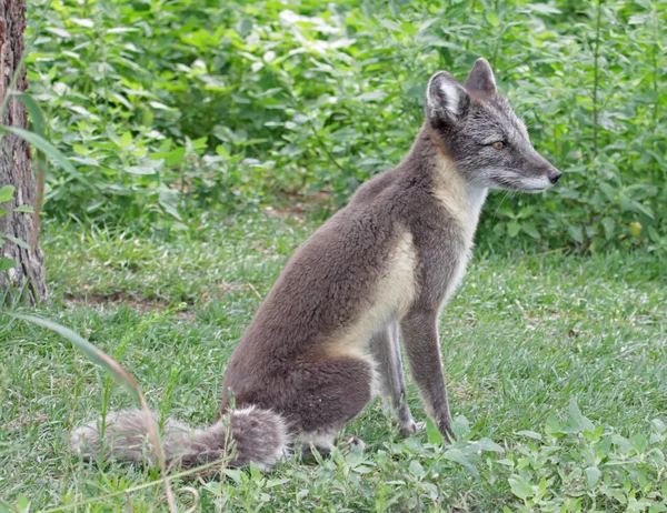 Polarfuchs — Stockfoto