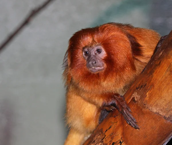 Tamarin de Leão Dourado Poised — Fotografia de Stock