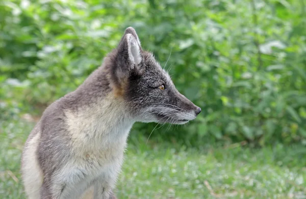 Arctic Fox Olhando — Fotografia de Stock