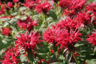 Pink Bee Balm clipart